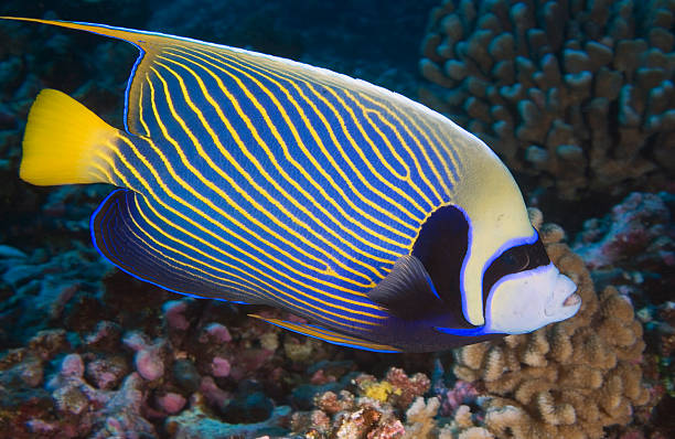 istock ANGELFISH / pomacanthus imperateur 486850688