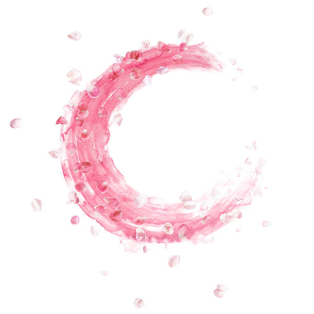 Watercolor Rose Petals Circle round shape of photographed rose petals, floating over rosa watercolor brush strokes, isolated on absolute white rose petal stock illustrations
