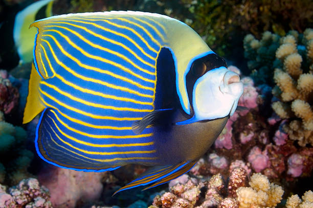 istock ANGELFISH / pomacanthus imperateur 486850958