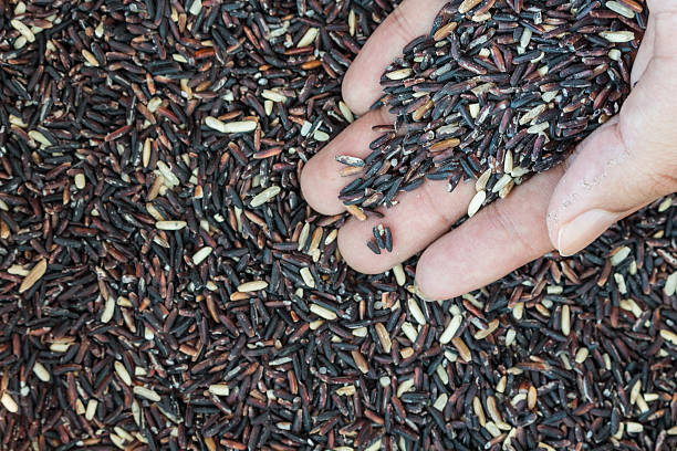 istock Natural Organic  Rice with hand 486851822