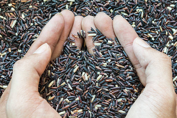 istock Natural Organic  Rice with hand 486851942