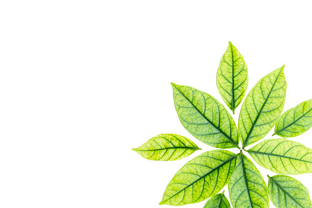 istock green leaves on white background-design 486852402