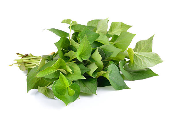 istock Herbal fish mint leaves isolated on white background 486852416