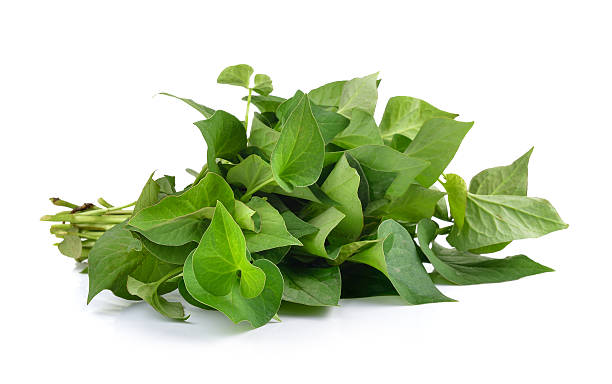 istock Herbal fish mint leaves isolated on white background 486852586