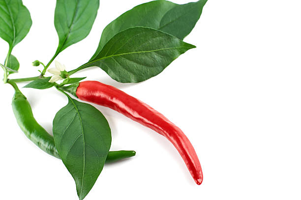 istock Chili pepper isolated on a white background 486852836