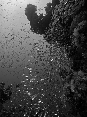 Black and white underwater photography of yellow sweepers in the Red Sea.