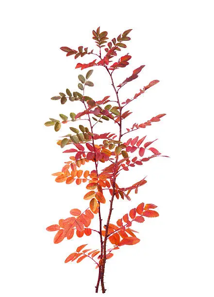 Two branches with colorful autumn leaves (Rose) isolated on white