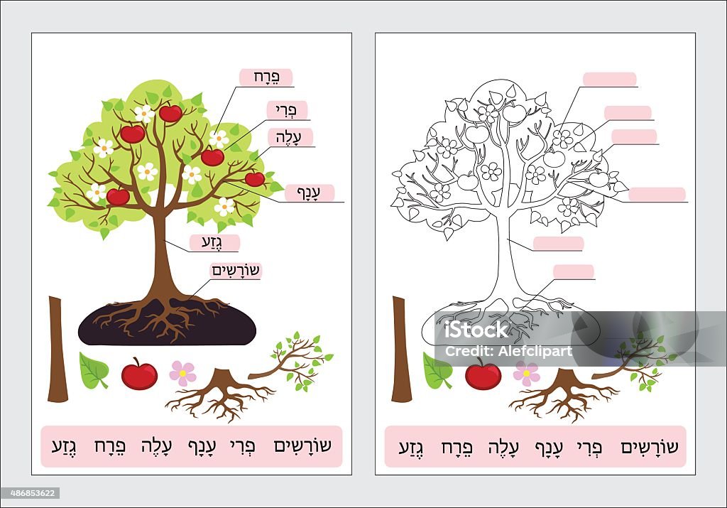 Parts of Tree.Work page - coloring in Hebrew for students. Parts of Tree.Clipart. Tree structure trunk, root, branch, fruit, leaf, root. Work page coloring for students  in Hebrew.Vector illustration. Root stock vector