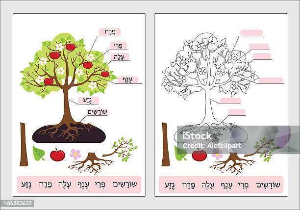 Parts Of Treework Page Coloring In Hebrew For Students Stock Illustration - Download Image Now