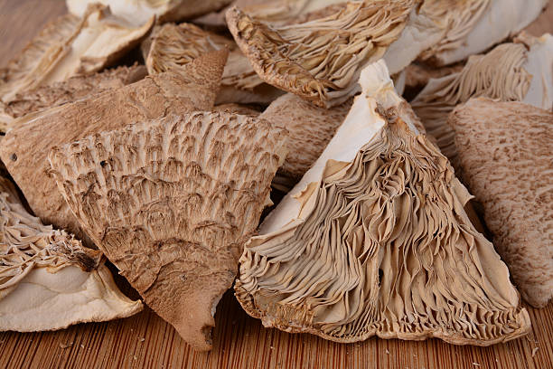 istock Dried Macrolepiota Procera close up 486853634