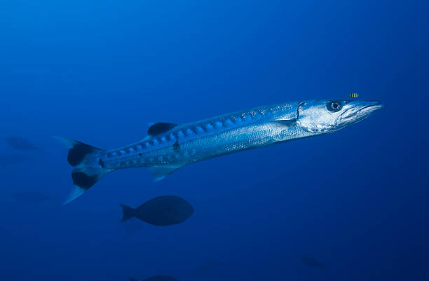 istock BARRACUDA/sphyraena qenie 486853938