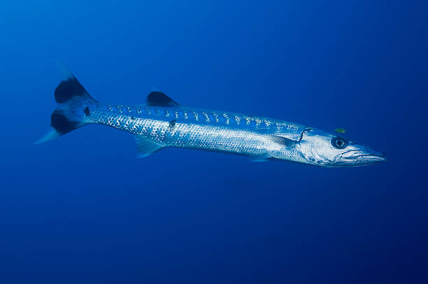 istock BARRACUDA/sphyraena qenie 486854022
