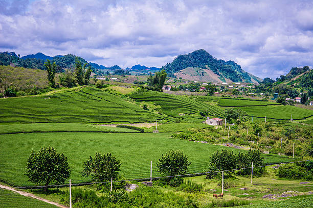 istock Green tea farm with blue sky background 486854310