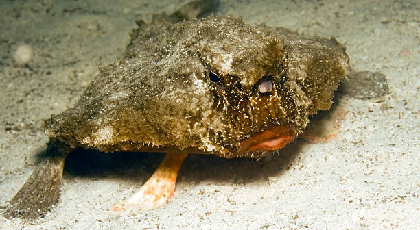 BATFISH stock photo
