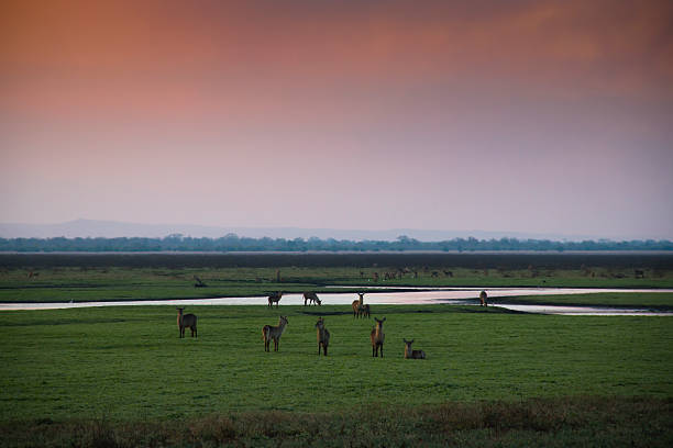 istock Sunset over Gorongosa National Park 486854946