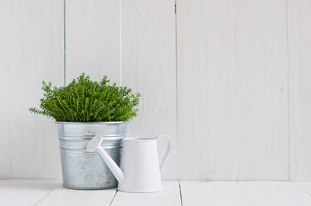 istock plant in a metal pot and watering can 486855471