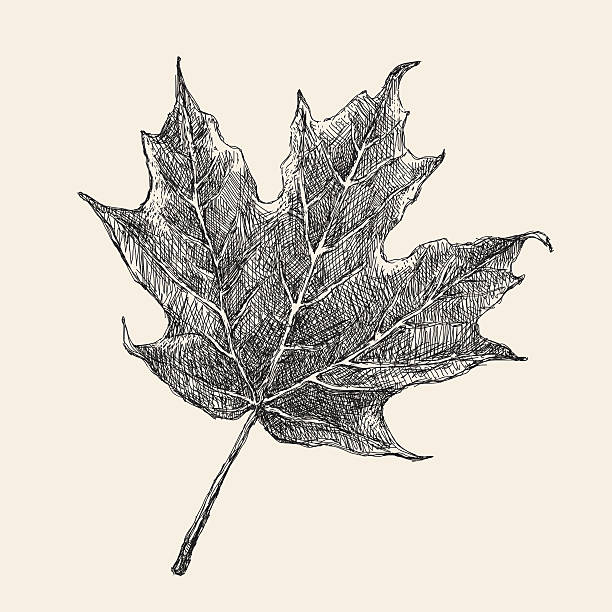 メープルリーフの描出 - maple leaf leaf autumn single object点のイラスト素材／クリップアート素材／マンガ素材／アイコン素材