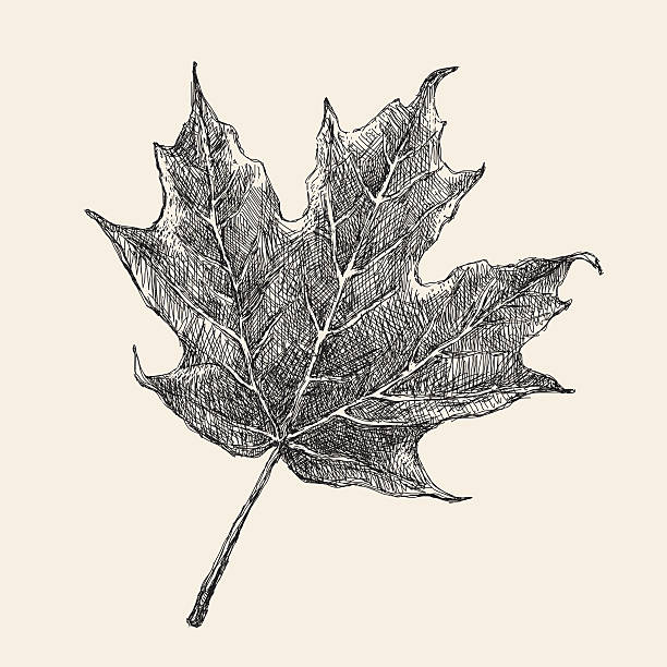 liść klonu rysunek - maple leaf leaf autumn single object stock illustrations