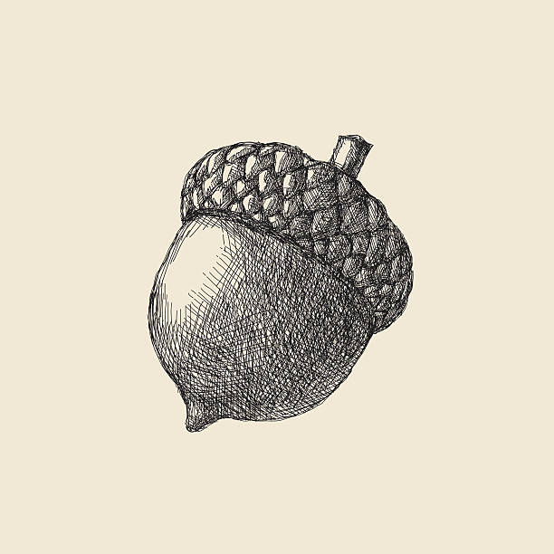 Acorn Drawing Vector illustration acorn acorn stock illustrations