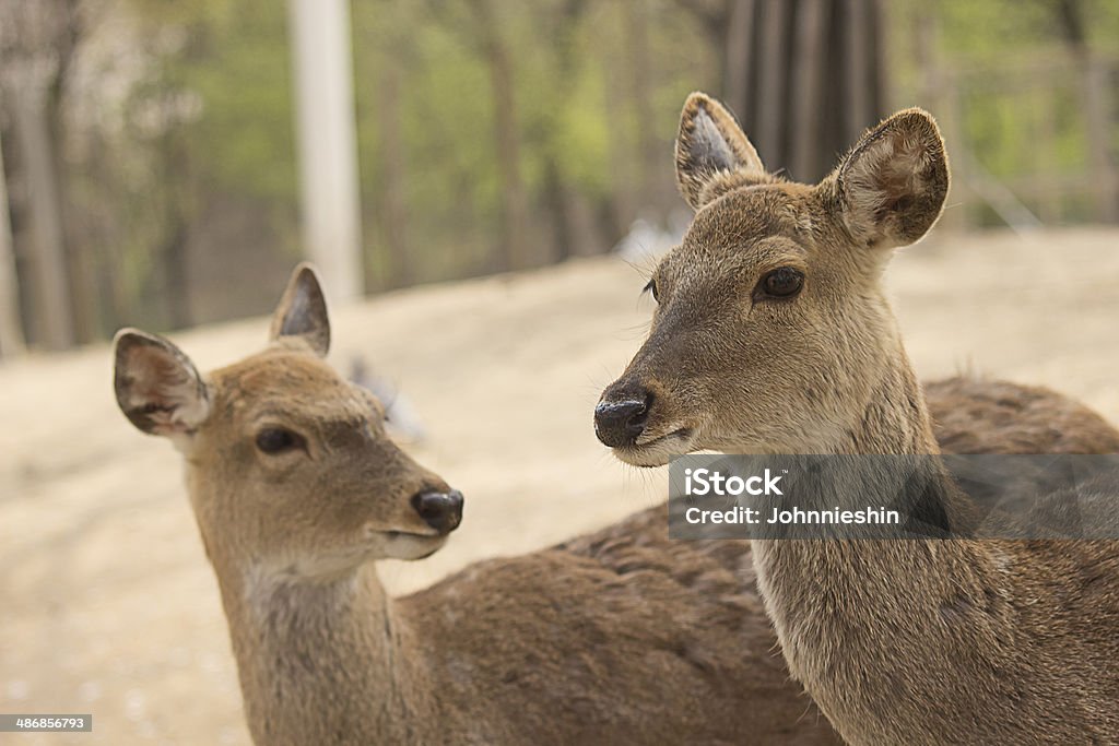 Hirsche - Lizenzfrei Fotografie Stock-Foto