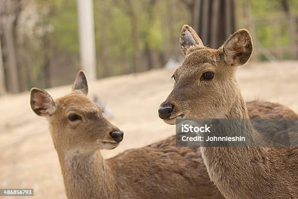 Hirsche Stockfoto und mehr Bilder von Fotografie - Fotografie, Hirsch, Horizontal