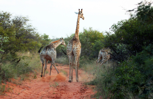 A group of Giraffes (Giraffa camelopardalis) running away at the Waterberg Plateau National Park in northern Namibia.