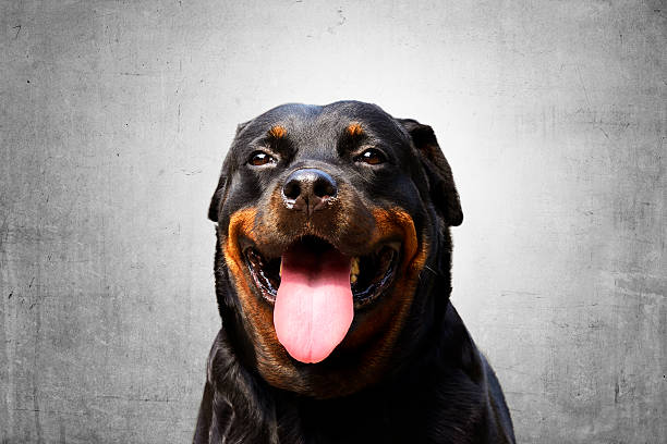 istock Portrait of a purebred rottweiler 486857584