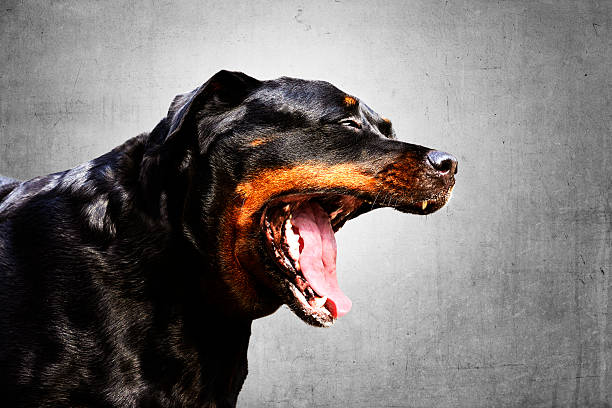 istock Portrait of a purebred rottweiler 486857700