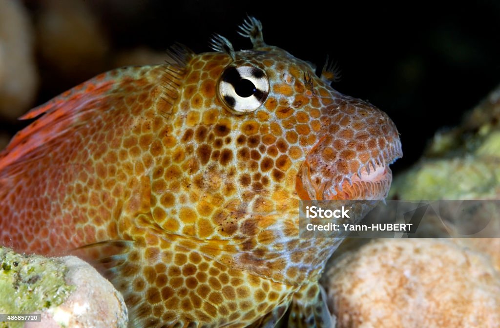 LEOPARD BLENNY/exallias brevis CLOSE-UP VIEW OF LEOPARD BLENNY HEAD ON CORAL REEF 2015 Stock Photo