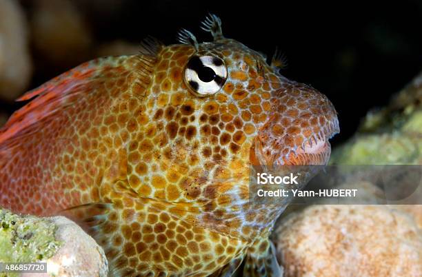 Leopard Blenny Exallias Brevis Stock Photo - Download Image Now - 2015, Animal Wildlife, Animals In The Wild