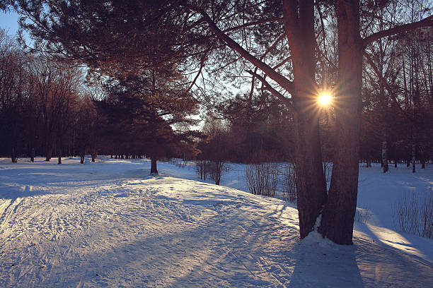 istock Winter forest landscape on a sunny day 486857884