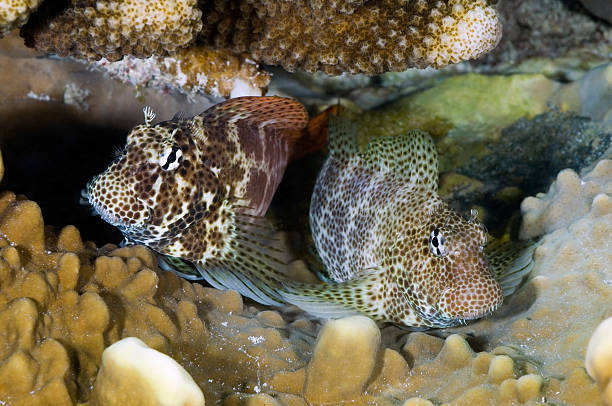 LEOPARD BLENNY/exallias brevis stock photo