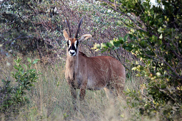 istock Namibia: Roan Antelope at the Waterberg Plateau 486858987