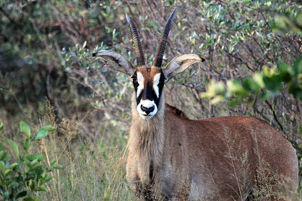 istock Namibia: Roan Antelope at the Waterberg Plateau 486858989