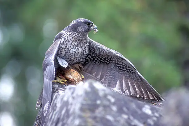 A gyrfalcon sitting on a rock eating a recently captured bird...The Gyrfalcon (/ˈdʒɜrfɔːlkən/ or /ˈdʒɜrfælkən/), also spelled gerfalcon—Falco rusticolus—is the largest of the falcon species. The Gyrfalcon breeds on Arctic coasts and the islands of North America, Europe, and Asia.