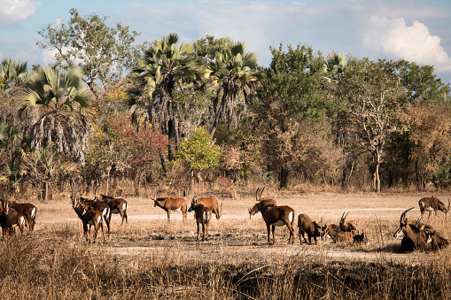 Grupo de antílope acuático en el savanna de parque nacional de Gorongosa photo