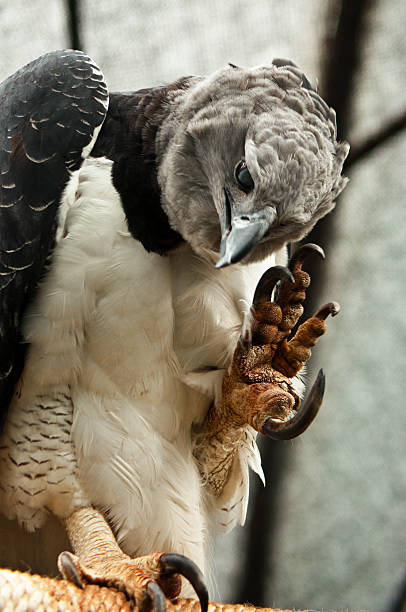 Harpy Eagle A harpy eagle showing its claws. harpy eagle stock pictures, royalty-free photos & images