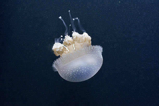 white spotted morze jellyfish - punctata zdjęcia i obrazy z banku zdjęć