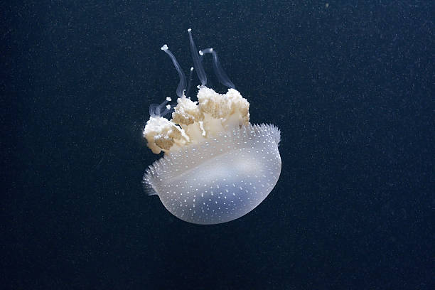 белый пятнистый морской медуза - white spotted jellyfish фотографии стоковые фото и изображения