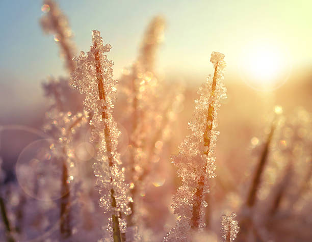 istock Frozen grass at sunrise close up 486861320