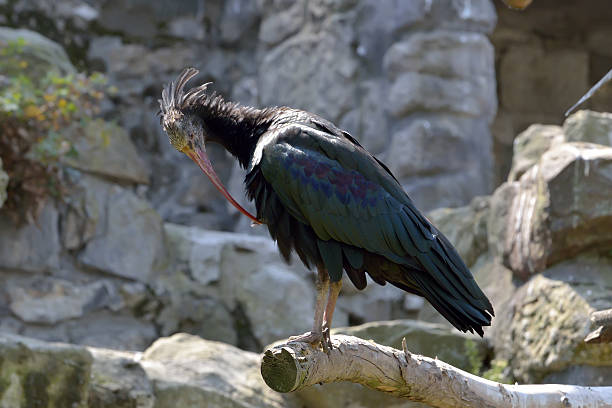 The Northern Bald Ibis