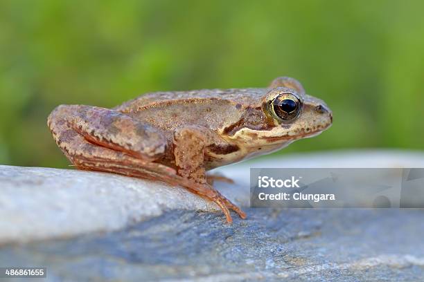 Rana Común Foto de stock y más banco de imágenes de Anfibio - Anfibio, Animal, Biología