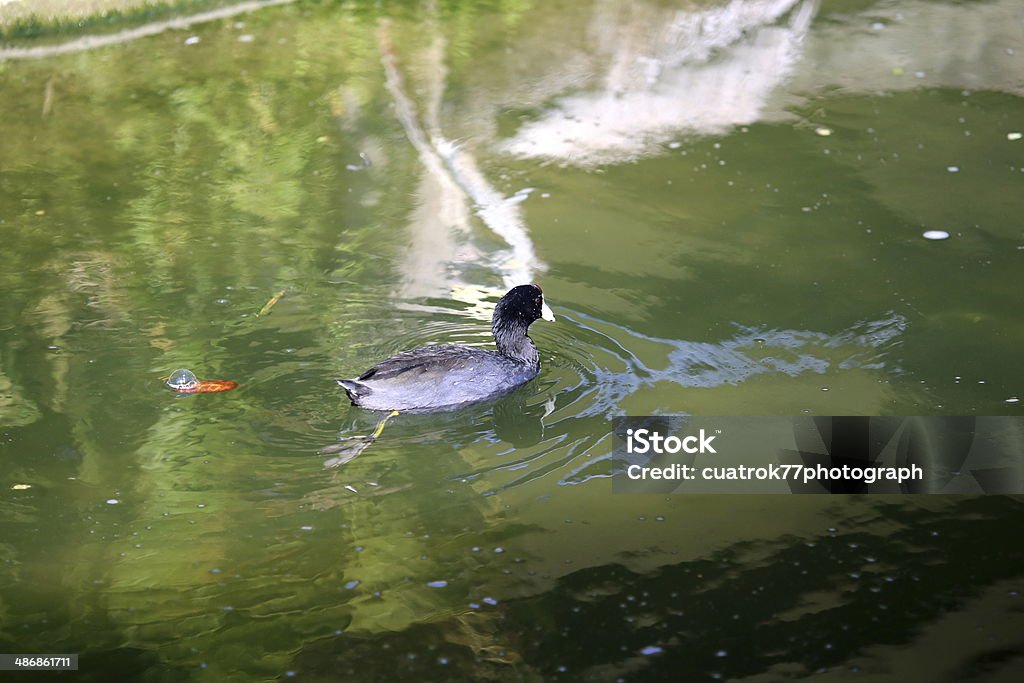 AMERICAN COOT FIELD MARKS-blackish head and neck with vivid red eyes,slate body small,reddish-brown forehead whitish bill with dark band at tip outer feathers of  American Coot Stock Photo