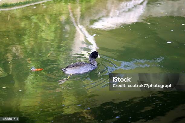 American Coot Stock Photo - Download Image Now - American Coot, Animal, Animal Family