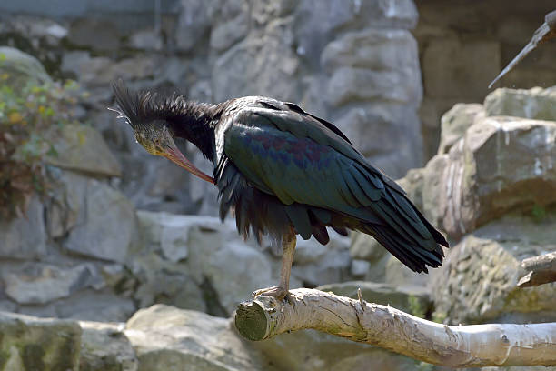 istock The Black Stork (Ciconia nigra), Tenerife 486861713