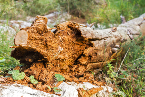 Photo rotten wood lying on the forest floor.