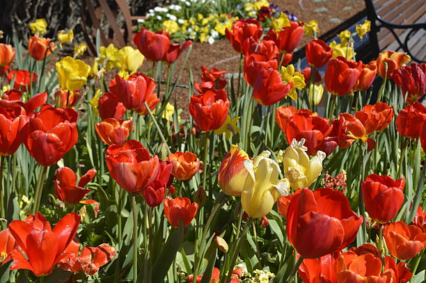 istock Red and yellow flowers 486862105