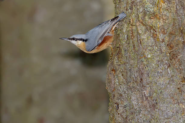 istock Nuthatch bird in natural habitat (sitta europaea) 486862477