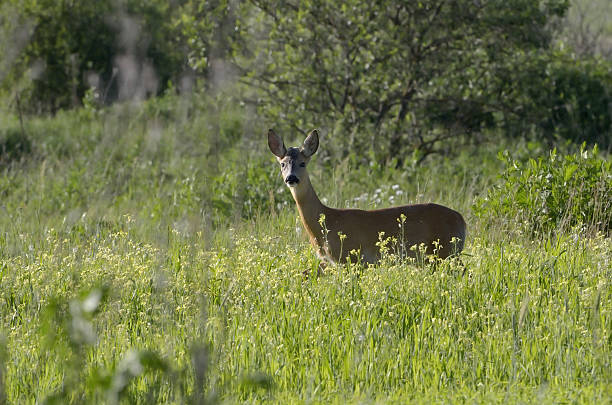 istock Roebuck (capreolus capreolus) in natural habitat 486862635