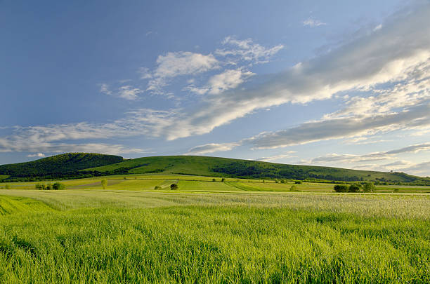 Green field  and bright blue sky stock photo